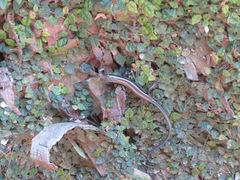 Plestiodon japonicus