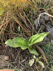 Eulophia cernua