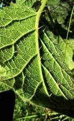 Solanum campanulatum