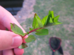 Ludwigia repens
