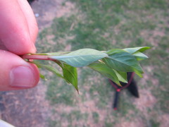 Ludwigia repens