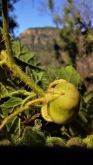 Solanum campanulatum