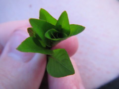 Ludwigia repens