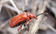 Lilioceris faldermanni