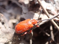 Lilioceris faldermanni