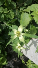 Euphorbia schiedeana