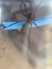 Eratigena agrestis