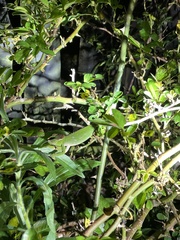 Kinyongia multituberculata