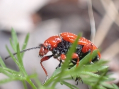 Lilioceris faldermanni