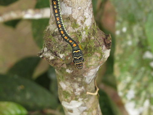 Chrysopelea paradisi
