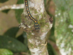 Chrysopelea paradisi