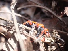 Lilioceris faldermanni