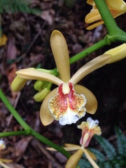 Pseudovanilla foliata