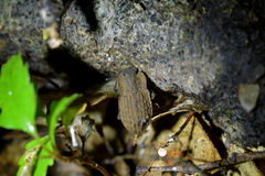 Mitua tuberculicostata