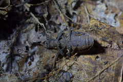 Mitua tuberculicostata