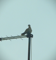 Streptopelia decaocto