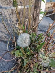 Taraxacum