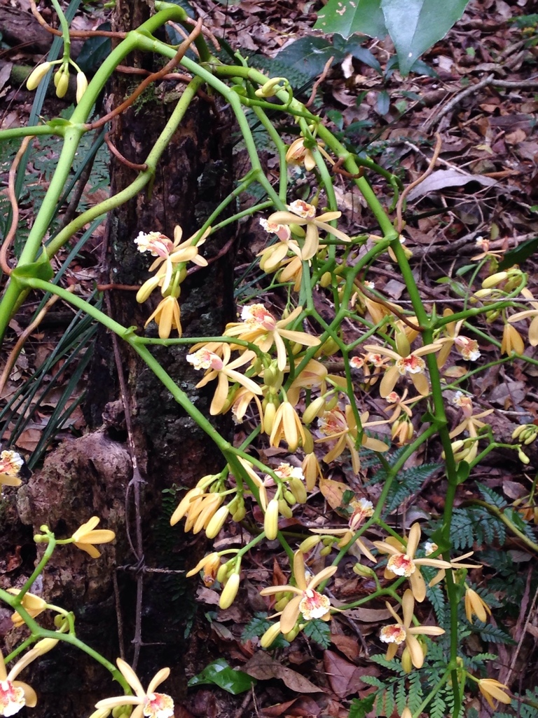 Great Climbing Orchid