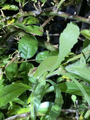 Kinyongia multituberculata