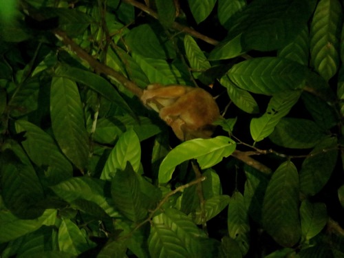Nycticebus menagensis