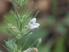 Haplanthodes tentaculatus