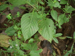 Haplanthodes tentaculatus