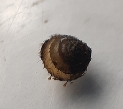 Kokopapa unispathulata