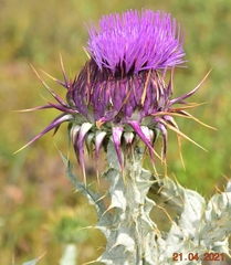 Onopordum illyricum illyricum