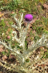 Onopordum illyricum illyricum