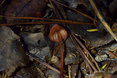 Mycena mariae