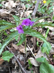 Cardamine glanduligera