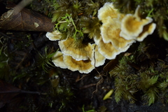 Cantharellus insignis