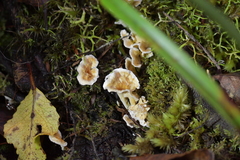 Cantharellus insignis