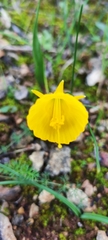 Narcissus bulbocodium