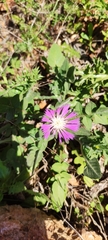 Centaurea pullata