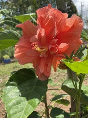 Hibiscus rosa-sinensis