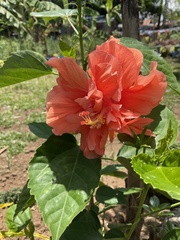 Hibiscus rosa-sinensis