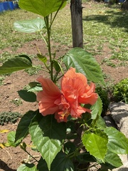 Hibiscus rosa-sinensis