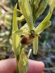 Ophrys sphegodes sphegodes