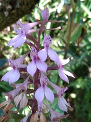 Brownleea coerulea