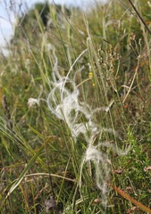 Stipa austroitalica