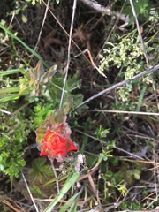 Castilleja latifolia