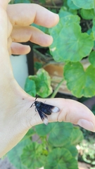 Myrmecopsis strigosa