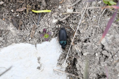 Harpalus dimidiatus