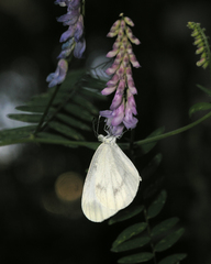 Leptidea morsei