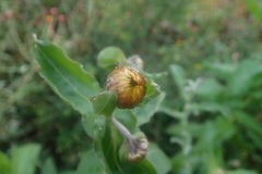 Helichrysum edwardsii