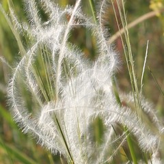 Stipa austroitalica