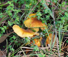 Armillaria luteobubalina