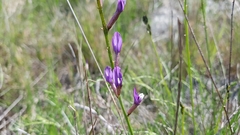Astragalus muelleri