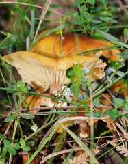 Armillaria luteobubalina